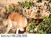 in kruger parck south africa wild impala in the winter bush. Стоковое фото, агентство Ingram Publishing / Фотобанк Лори