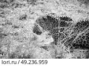 blur in south africa kruger natural park wild leopard resting after hounting. Стоковое фото, агентство Ingram Publishing / Фотобанк Лори