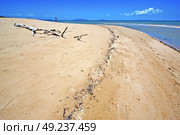 pirogue beach seaweed in indian ocean madagascar  people   sand isle      sky     and rock. Стоковое фото, агентство Ingram Publishing / Фотобанк Лори