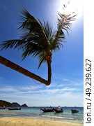 sun ligt  asia in the  kho tao bay isle white  beach    rocks  boat   thailand  and south china sea anchor. Стоковое фото, агентство Ingram Publishing / Фотобанк Лори