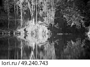 in lesotho mlilwane wildlife santuary the pound lake and  tree reflection in water. Стоковое фото, агентство Ingram Publishing / Фотобанк Лори