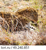 blur in south africa kruger natural park wild leopard resting after hounting. Стоковое фото, агентство Ingram Publishing / Фотобанк Лори
