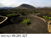  viticulture  winery lanzarote spain la geria vine screw grapes wall crops  cultivation . Стоковое фото, агентство Ingram Publishing / Фотобанк Лори