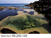 musk pond rock stone sky  water  coastline and summer in lanzarote spain. Стоковое фото, агентство Ingram Publishing / Фотобанк Лори