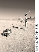 chair in iran blur old dead tree in the empty desert of persia lamp oil on branch. Стоковое фото, агентство Ingram Publishing / Фотобанк Лори