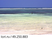 people and seaweed in the  blue lagoon relax  of zanzibar africa. Стоковое фото, агентство Ingram Publishing / Фотобанк Лори