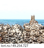 blur in south africa  betty’s bay wildlife  nature  reserve birds  penguin and rocks. Стоковое фото, агентство Ingram Publishing / Фотобанк Лори