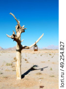 in iran blur old dead tree in the empty desert of persia lamp oil on branch. Стоковое фото, агентство Ingram Publishing / Фотобанк Лори