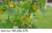 Currant and gooseberry leaf spot. Curling puckering sick blister leaves close-up. Small, dark yellow orange spots on the plant. Puckered blistered leaves distorted by aphids. Yellowish green foliage. Стоковое видео, видеограф Марина Демидюк / Фотобанк Лори