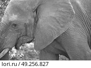 blur in south africa   kruger  wildlife  nature  reserve and  wild elephant. Стоковое фото, агентство Ingram Publishing / Фотобанк Лори
