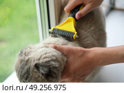 Grooming Cat Care With Quality Brush For Felines. A person is gently brushing a Scottish fold gray cat with a brush, ensuring a healthy coat. Essentials. Owner girl combing her cat at home. Pet health. Стоковое фото, фотограф Марина Демидюк / Фотобанк Лори