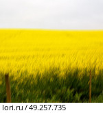blur in south africa close up of the colza yellow field like   texture background. Стоковое фото, агентство Ingram Publishing / Фотобанк Лори