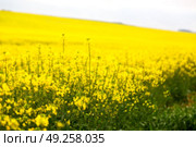 blur in south africa close up of the colza yellow field like   texture background. Стоковое фото, агентство Ingram Publishing / Фотобанк Лори