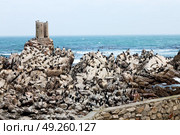blur in south africa  betty’s bay wildlife  nature  reserve birds  penguin and rocks. Стоковое фото, агентство Ingram Publishing / Фотобанк Лори