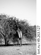 blur in south africa    kruger  wildlife    nature  reserve and  wild giraffe. Стоковое фото, агентство Ingram Publishing / Фотобанк Лори