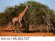 blur in south africa   kruger  wildlife    nature  reserve and  wild giraffe. Стоковое фото, агентство Ingram Publishing / Фотобанк Лори