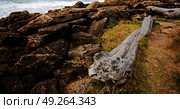 blur  in south africa    branch dead  tree coastline of st lucia and winter season. Стоковое фото, агентство Ingram Publishing / Фотобанк Лори