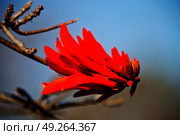 in south africa close up of erythrina lysistemon flower plant and clear sky. Стоковое фото, агентство Ingram Publishing / Фотобанк Лори