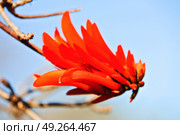 in south africa close up of erythrina lysistemon flower plant and clear sky. Стоковое фото, агентство Ingram Publishing / Фотобанк Лори