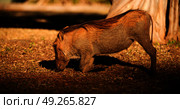 blur in south africa   kruger  wildlife    nature  reserve and  wild  warthog. Стоковое фото, агентство Ingram Publishing / Фотобанк Лори
