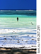 people and seaweed in the  blue lagoon relax  of zanzibar africa. Стоковое фото, агентство Ingram Publishing / Фотобанк Лори