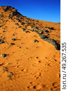  old fossil in  the desert of morocco sahara and rock  stone    sky. Стоковое фото, агентство Ingram Publishing / Фотобанк Лори