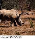 blur in south africa   kruger  wildlife    nature  reserve and  wild rhinoceros. Стоковое фото, агентство Ingram Publishing / Фотобанк Лори