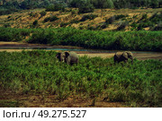 blur in south africa    kruger  wildlife  nature  reserve and  wild elephant. Стоковое фото, агентство Ingram Publishing / Фотобанк Лори