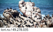 blur in south africa   betty’s bay wildlife  nature  reserve birds  penguin and rocks. Стоковое фото, агентство Ingram Publishing / Фотобанк Лори
