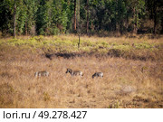 blur in south africa    kruger     wildlife  nature  reserve and  wild zebra. Стоковое фото, агентство Ingram Publishing / Фотобанк Лори