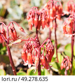 blur in south africa close up of the    red orange cactus flower and garden. Стоковое фото, агентство Ingram Publishing / Фотобанк Лори