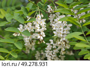 Робиния ложноакациевая (лат. Robinia pseudoacacia) крупным планом. Стоковое фото, фотограф Елена Коромыслова / Фотобанк Лори