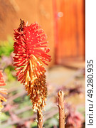 blur in south africa close up of the    red orange cactus flower and garden. Стоковое фото, агентство Ingram Publishing / Фотобанк Лори