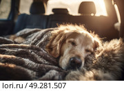 A dog is sleeping in a car with a blanket. Стоковое AI-изображение, AI-художник Ярославский Максим / Фотобанк Лори