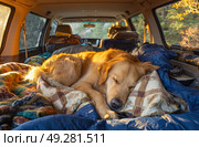 A dog is sleeping on a bed in a car. Стоковое AI-изображение, AI-художник Ярославский Максим / Фотобанк Лори