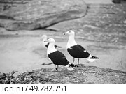 seagull   in south africa   coastline cape of good hope  and natural park reserve. Стоковое фото, агентство Ingram Publishing / Фотобанк Лори