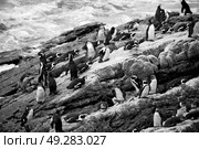 blur in south africa   betty’s bay wildlife  nature  reserve birds  penguin and rocks. Стоковое фото, агентство Ingram Publishing / Фотобанк Лори