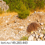  anatolia    from     the hill in asia turkey termessos old architecture and nature . Стоковое фото, агентство Ingram Publishing / Фотобанк Лори