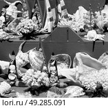 full in market old table shell and sealife in sale. Стоковое фото, агентство Ingram Publishing / Фотобанк Лори
