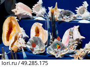 full in market old table shell and sealife in sale. Стоковое фото, агентство Ingram Publishing / Фотобанк Лори