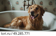 Golden Retriever Enjoys Bath Time in Cozy Bathroom With Vintage Decor During Bright Afternoon. Стоковое AI-видео, аниматор Оксана Медведева / Фотобанк Лори