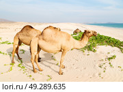 in oman empty quarter of desert a free dromedary near the  sea. Стоковое фото, агентство Ingram Publishing / Фотобанк Лори