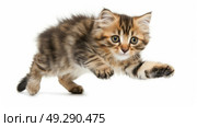 A young kitten is enthusiastically playing with its own paw, displaying energy and curiosity in a cute and playful manner. Стоковое AI-изображение, AI-художник Данила Большаков / Фотобанк Лори