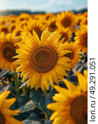 Close-up of vibrant sunflower in full bloom under sunny skies, showcasing nature golden pattern ideal for summer farming, floral, or botanical themes. Стоковое AI-изображение, AI-художник Александра Троицкая / Фотобанк Лори