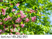 Close view of pink Weigela florida branch full of blossoms, captured in natural light without sky, showing floral texture and seasonal garden beauty. Стоковое фото, фотограф Татьяна Терехина / Фотобанк Лори