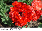 Top view of a fully open Bombastic Red tulip with rich red petals forming a peony-like shape, glowing in the spring sunlight. Стоковое фото, фотограф Татьяна Терехина / Фотобанк Лори