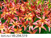 Клумба с лилиями "Италия" (Lilium Italia). Азиатскиq гибрид. Фон. Стоковое фото, фотограф Зобков Юрий / Фотобанк Лори