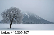 A lone tree stands in a snowy landscape, with a mist-shrouded mountain in the background. Strong stormy wind movies clouds of frozen fog. Стоковое AI-видео, аниматор Sergey Grishin / Фотобанк Лори