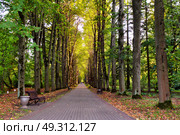 Autumn landscape - beautiful autumn pathway in park. Old high linden trees and benches on the park alley. Sunny autumn day. Garden walkway with picturesque colorful autumn trees. Стоковое фото, агентство Ingram Publishing / Фотобанк Лори