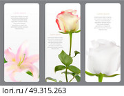 Beautiful Floral Cards with  Realistic Flowers Rose and Lilly Vector Illustration EPS10. Beautiful Floral Cards with  Realistic Flowers Rose and Lilly Ve. Стоковая иллюстрация, агентство Ingram Publishing / Фотобанк Лори